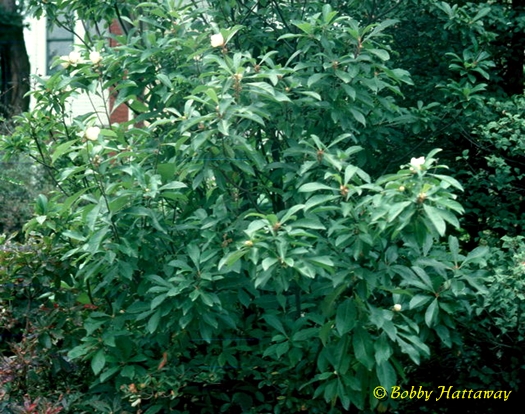 {Franklinia alatamaha}